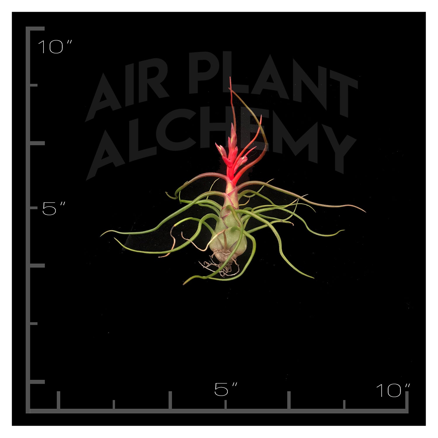 bulbosa belize air plant Bulbosa Belize – Airplant Alchemy