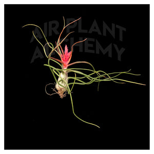 Bulbosa Belize