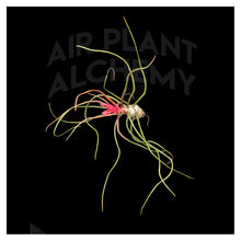 Load image into Gallery viewer, Bulbosa Belize