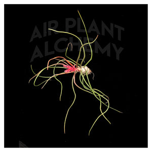 Bulbosa Belize