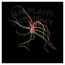 Load image into Gallery viewer, Bulbosa Belize