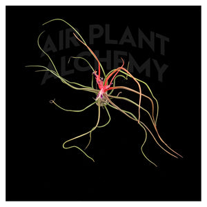 Bulbosa Belize
