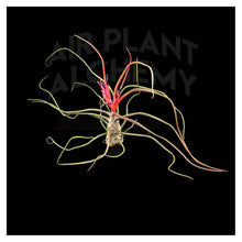 Load image into Gallery viewer, Bulbosa Belize