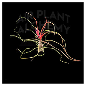 Bulbosa Belize