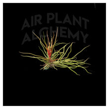 Load image into Gallery viewer, Bulbosa
