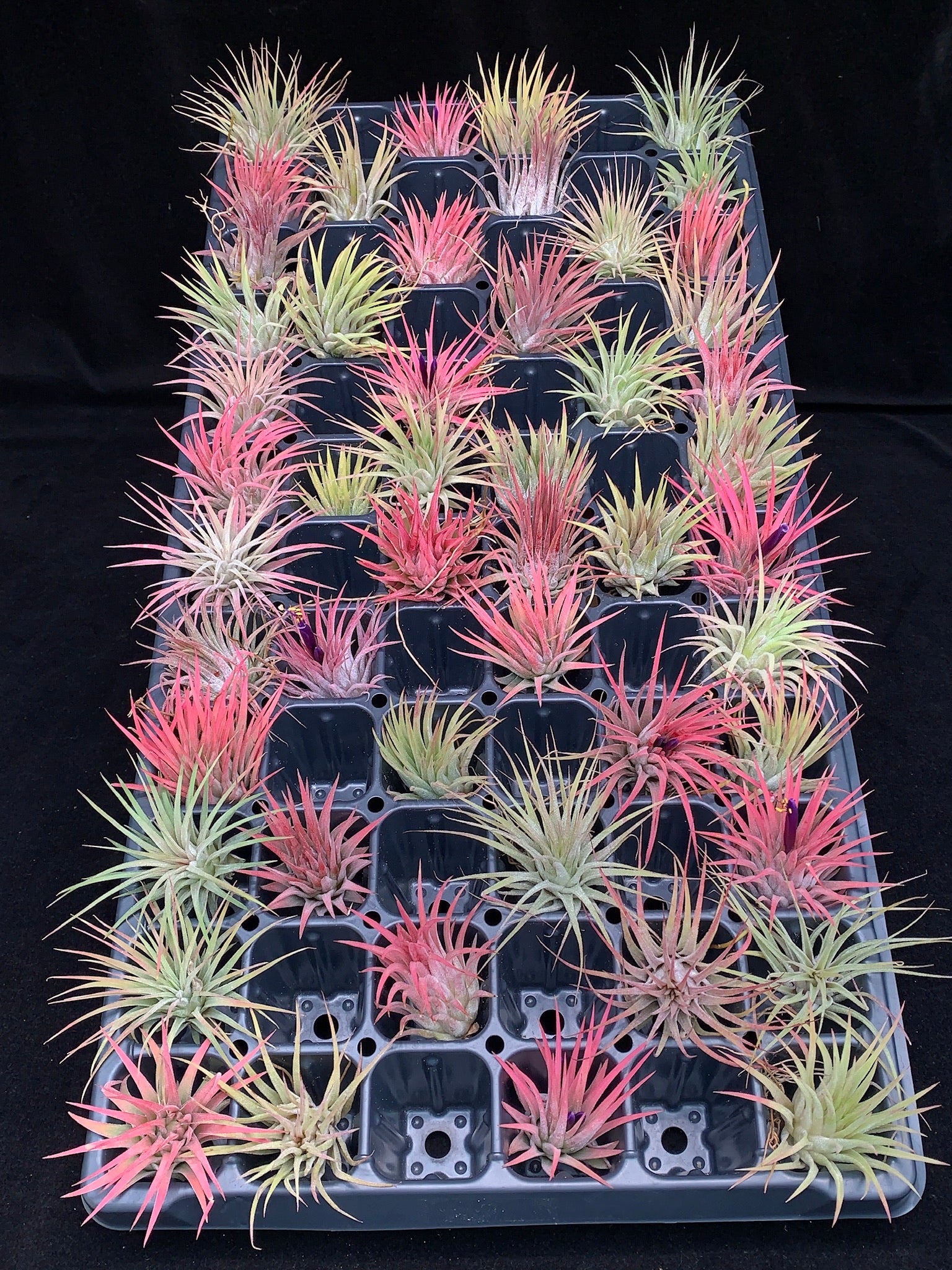 50 pack wholesale air plants - tillandsia ionantha - bulk Ionantha Bulk – Airplant Alchemy