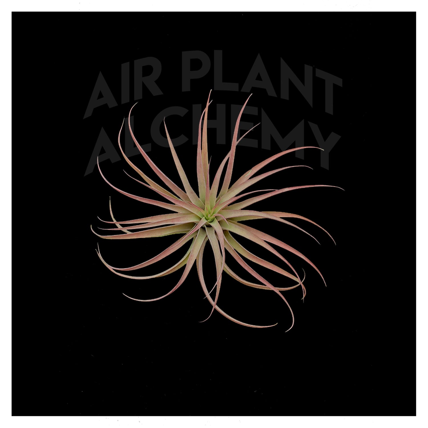 capitata peach air plant Capitata Peach – Airplant Alchemy