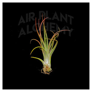 circinata air plant Circinata – Airplant Alchemy