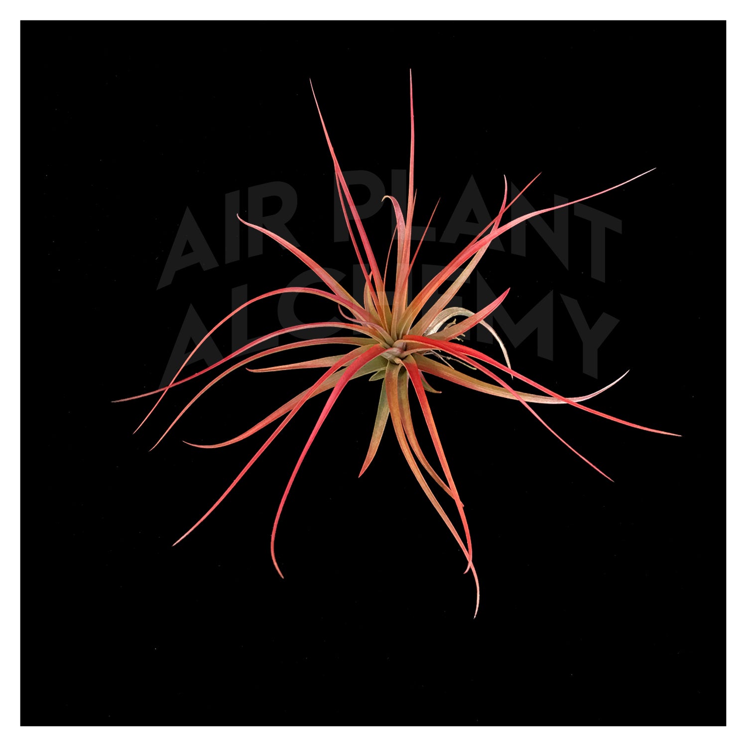 concolor air plant Concolor – Airplant Alchemy