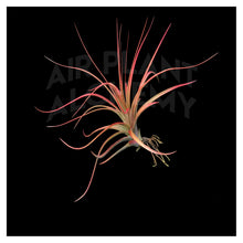 Load image into Gallery viewer, Concolor