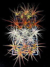 Load image into Gallery viewer, Medium Tillandsia Mix
