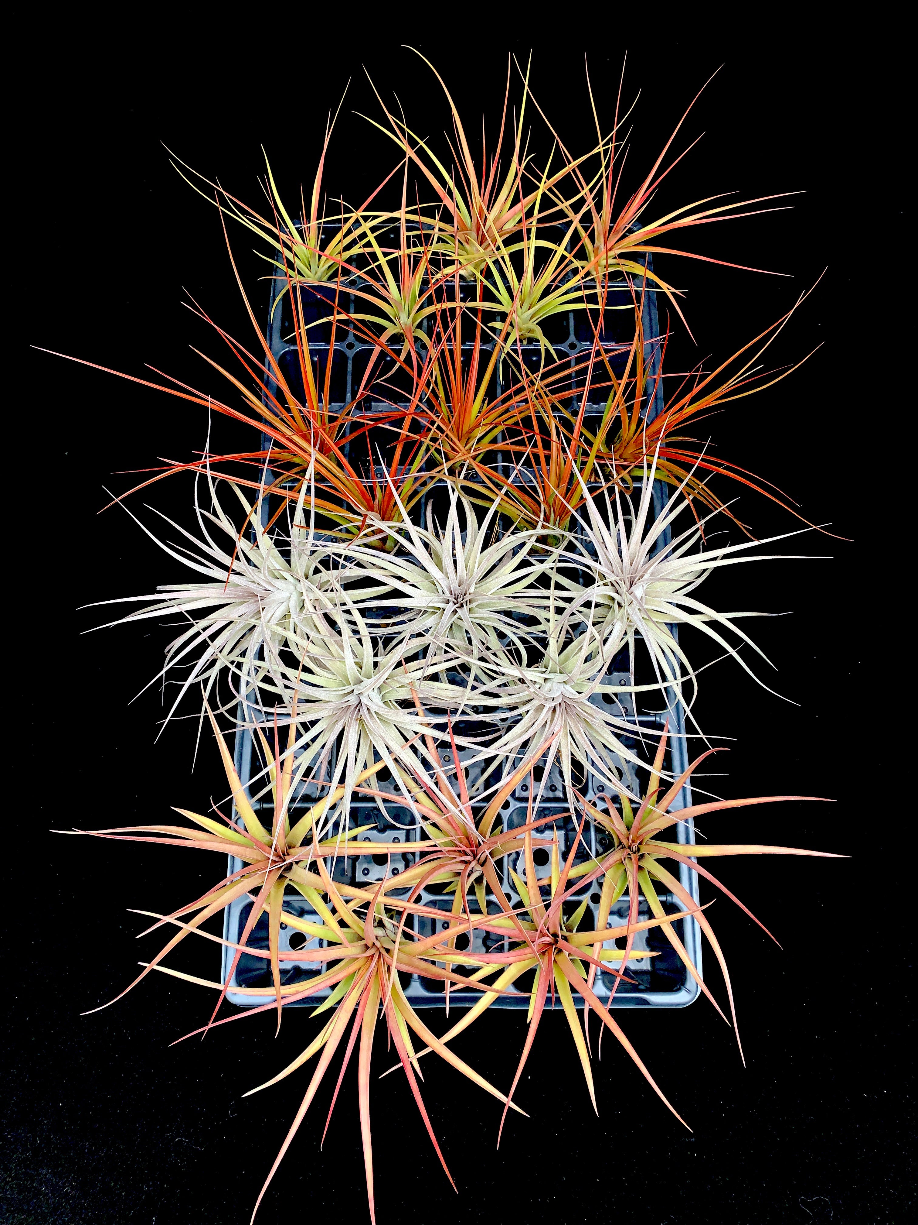 Medium Tillandsia Mix – Airplant Alchemy