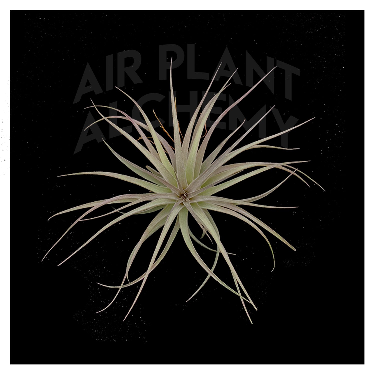 air plants houston Houston – Airplant Alchemy