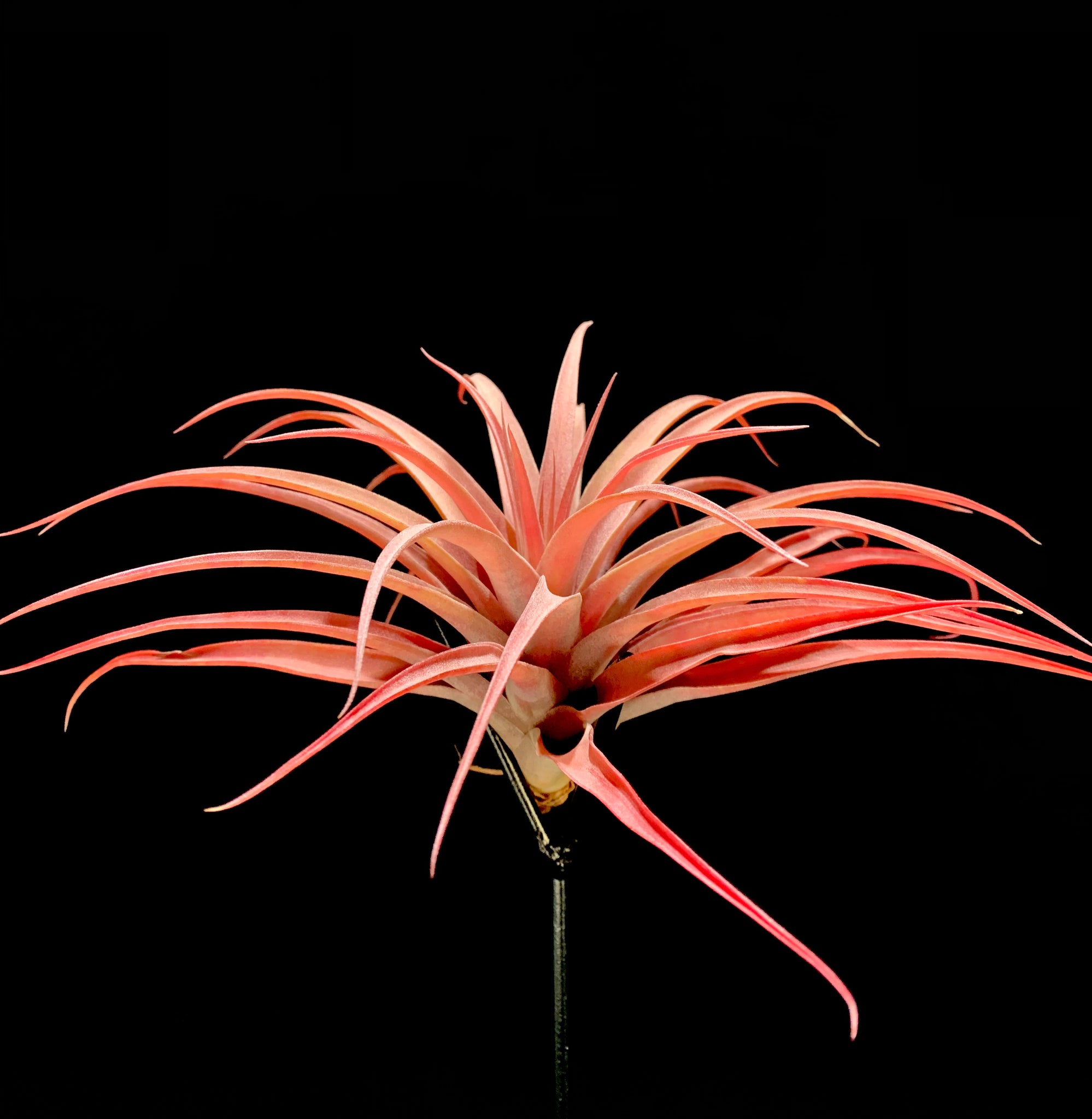 capitata peach air plant care Capitata Peach – Airplant Alchemy