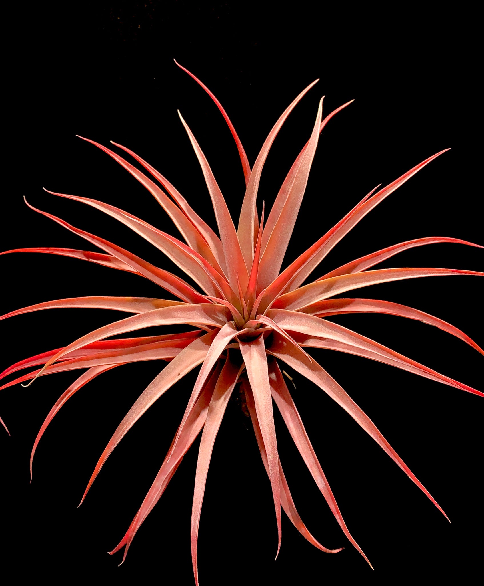 capitata air plant Capitata Peach – Airplant Alchemy
