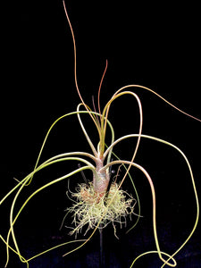 butzii air plant care Butzii – Airplant Alchemy