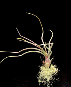 Pseudobaileyii