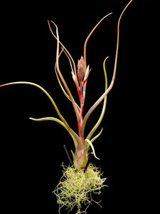Pseudobaileyii