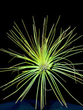 Load image into Gallery viewer, Filifolia