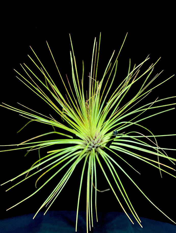 Filifolia