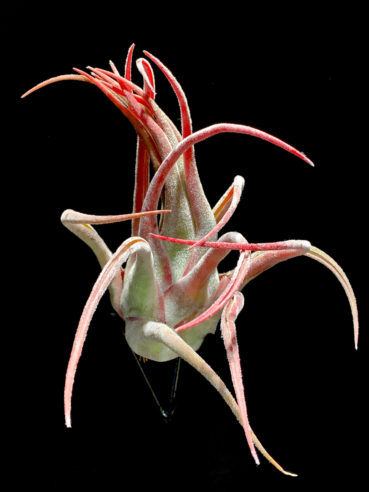 seleriana air plant care Seleriana – Airplant Alchemy