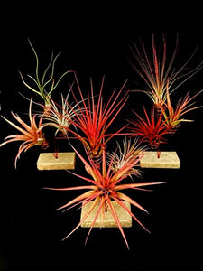 Premade Tilly Arrangements