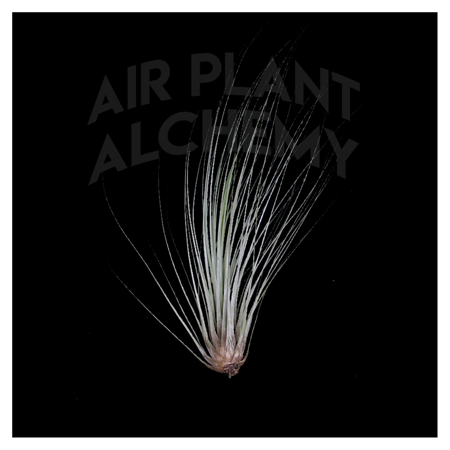 air plant juncea Juncea – Airplant Alchemy