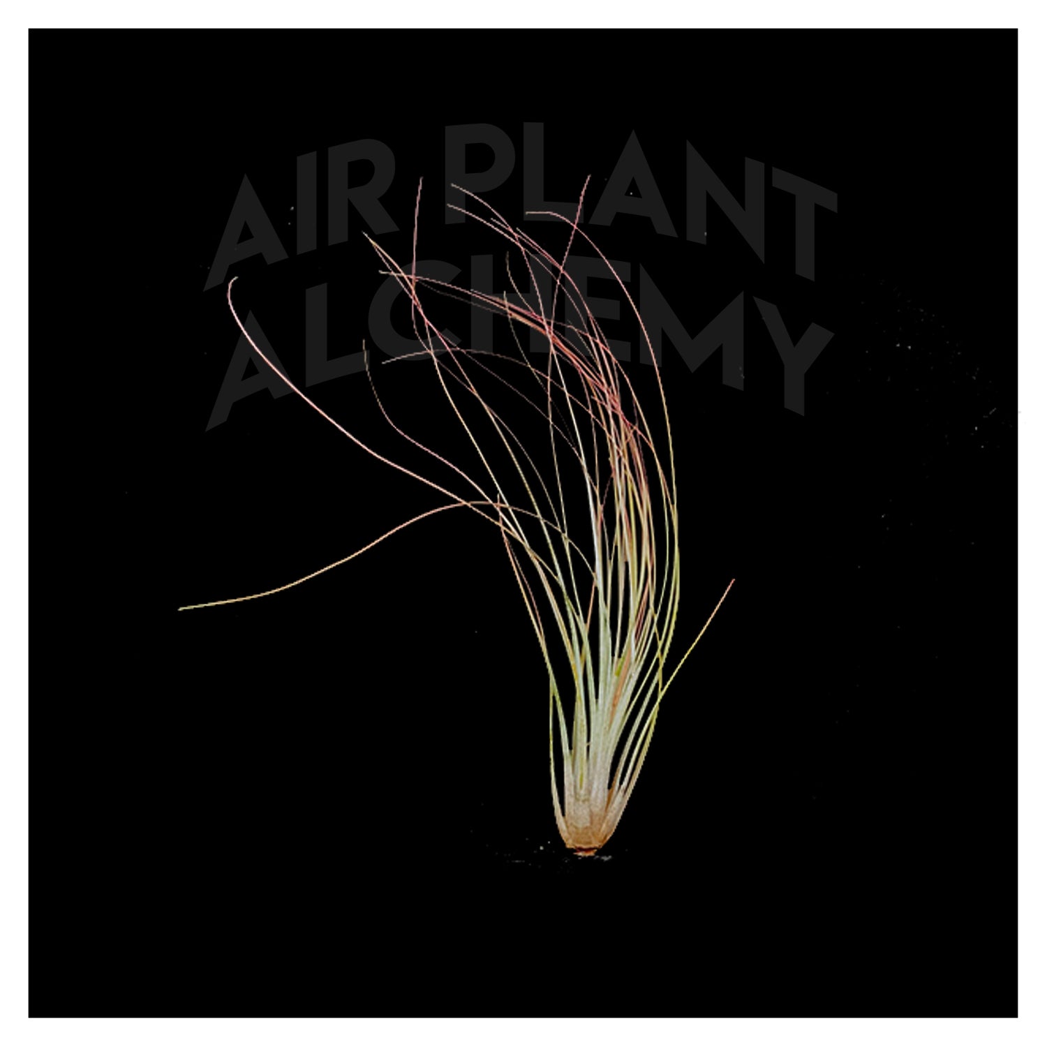 juncifolia air plant Juncifolia – Airplant Alchemy