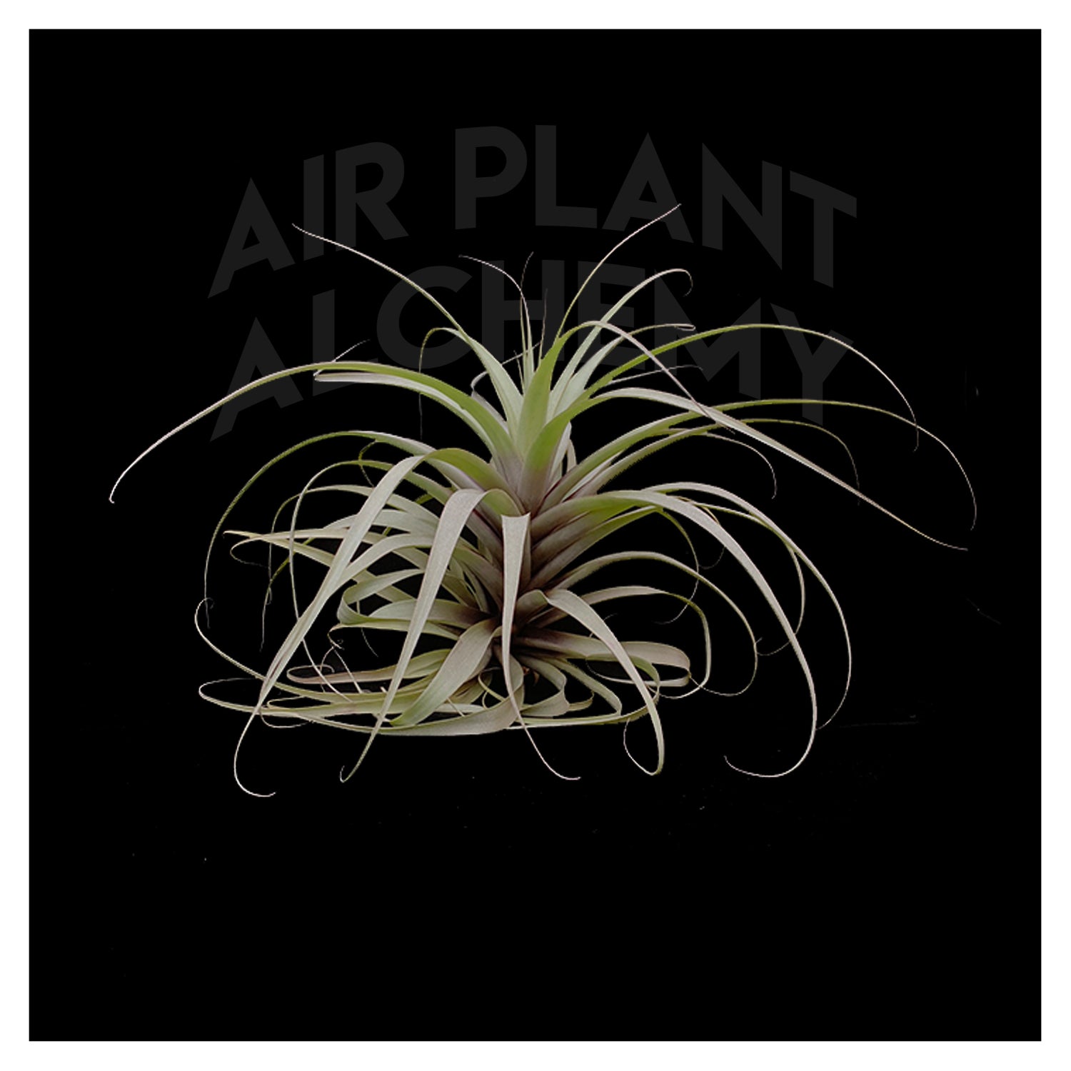 air plant alchemy Latifolia – Airplant Alchemy