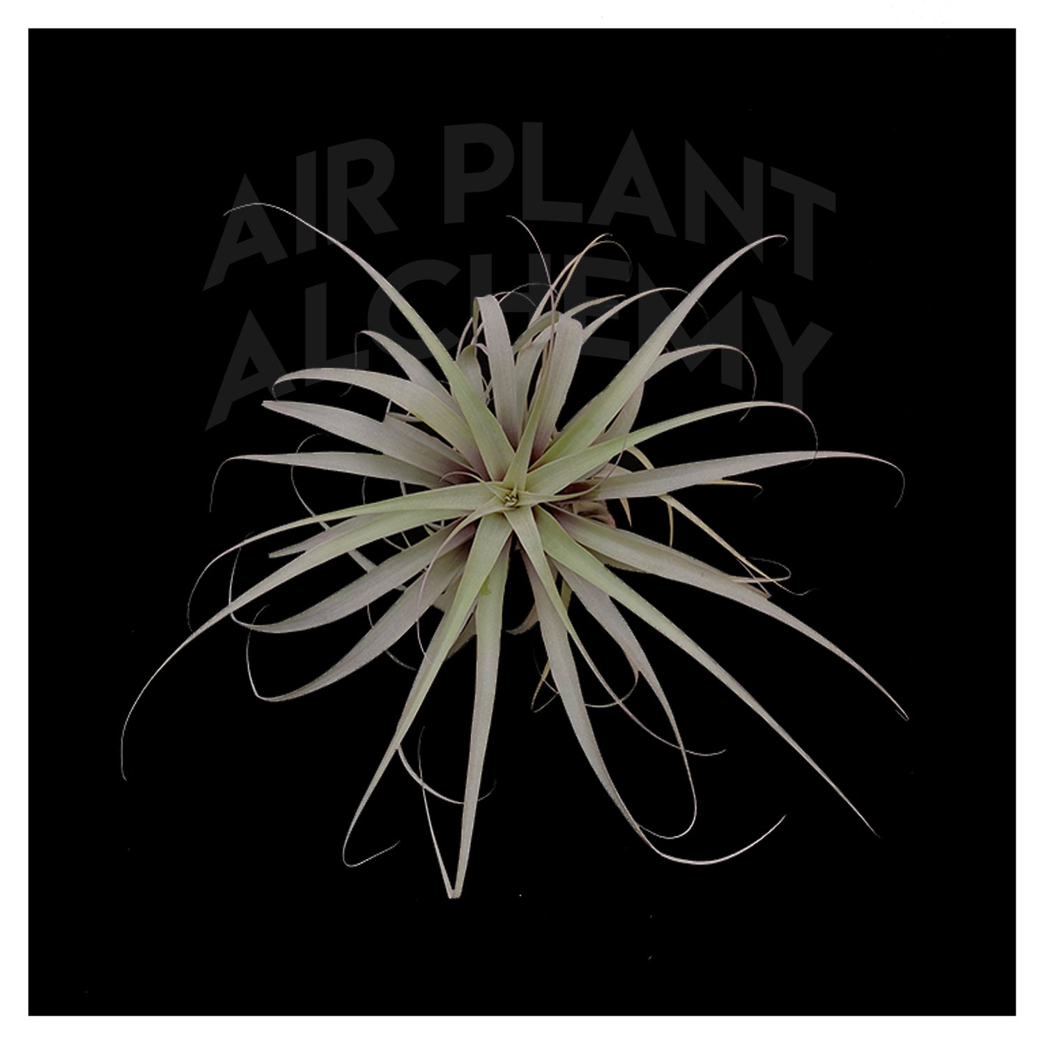 air plant alchemy Latifolia – Airplant Alchemy