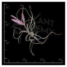 Load image into Gallery viewer, Pseudobaileyii