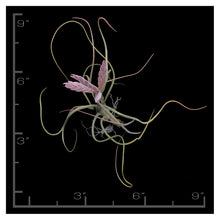 Load image into Gallery viewer, Pseudobaileyii