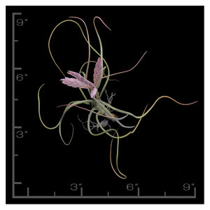Pseudobaileyii