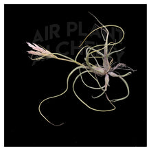 Load image into Gallery viewer, Pseudobaileyii