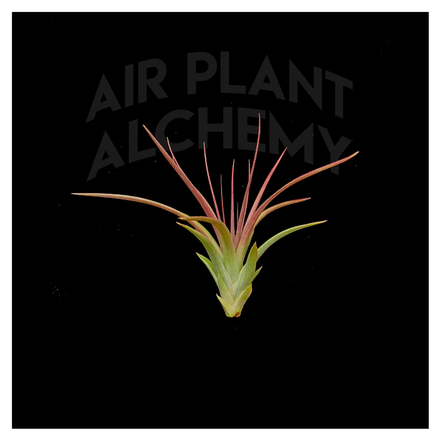sparkler air plant Sparkler – Airplant Alchemy