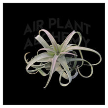 Load image into Gallery viewer, Streptophylla