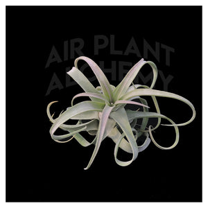 Streptophylla