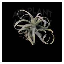 Load image into Gallery viewer, Streptophylla