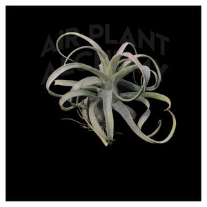 Streptophylla