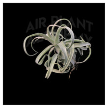 Load image into Gallery viewer, Streptophylla