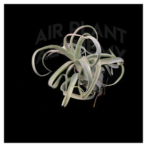 Streptophylla