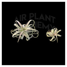 Load image into Gallery viewer, Streptophylla