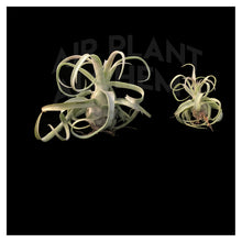 Load image into Gallery viewer, Streptophylla