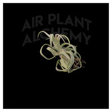 Load image into Gallery viewer, Streptophylla