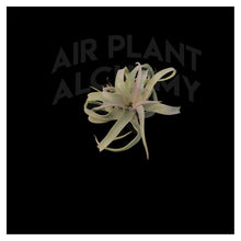 Load image into Gallery viewer, Streptophylla
