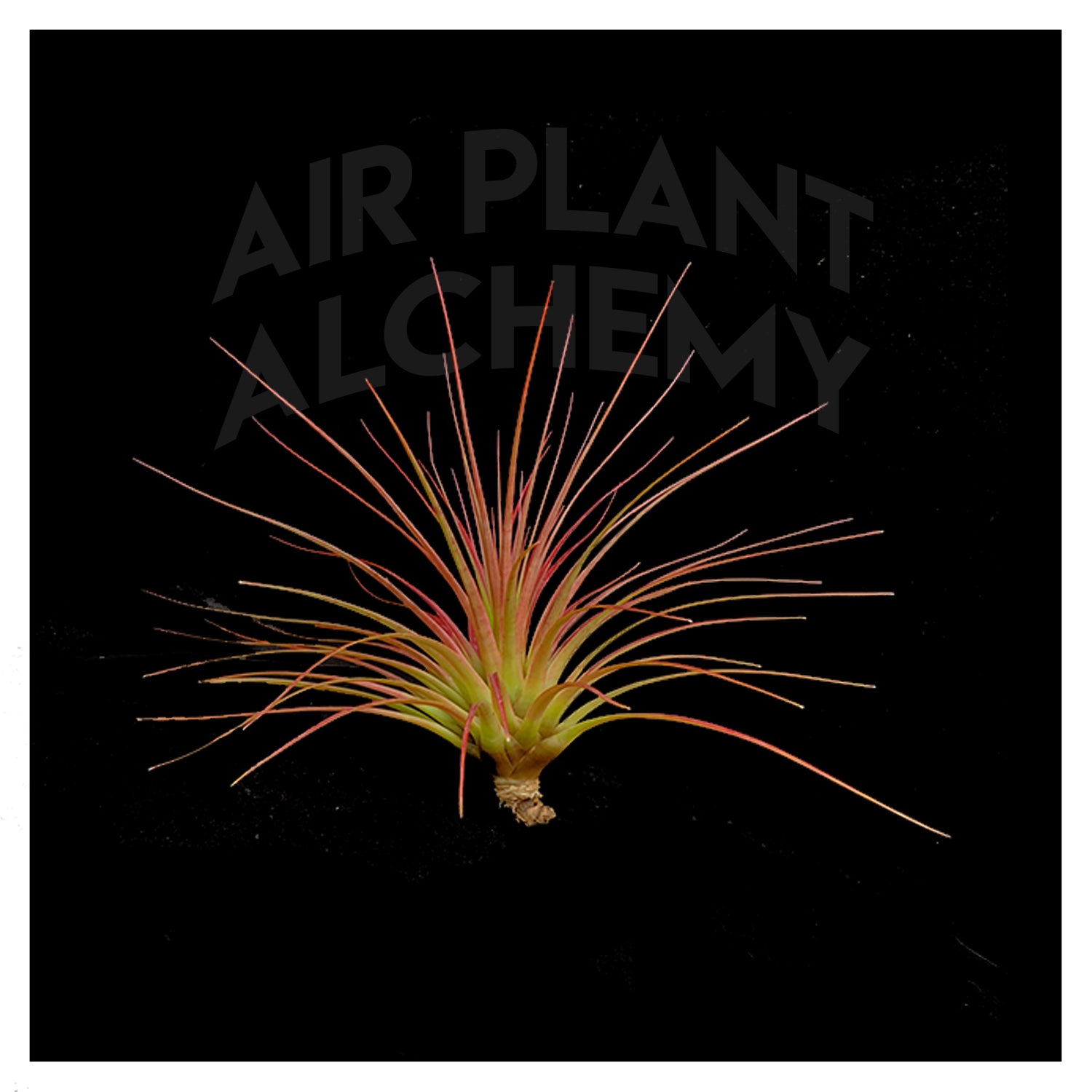 tricolor air plant Tricolor Red – Airplant Alchemy