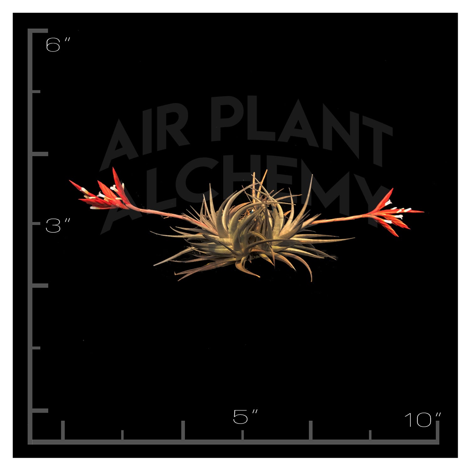 vernicosa air plant Vernicosa – Airplant Alchemy