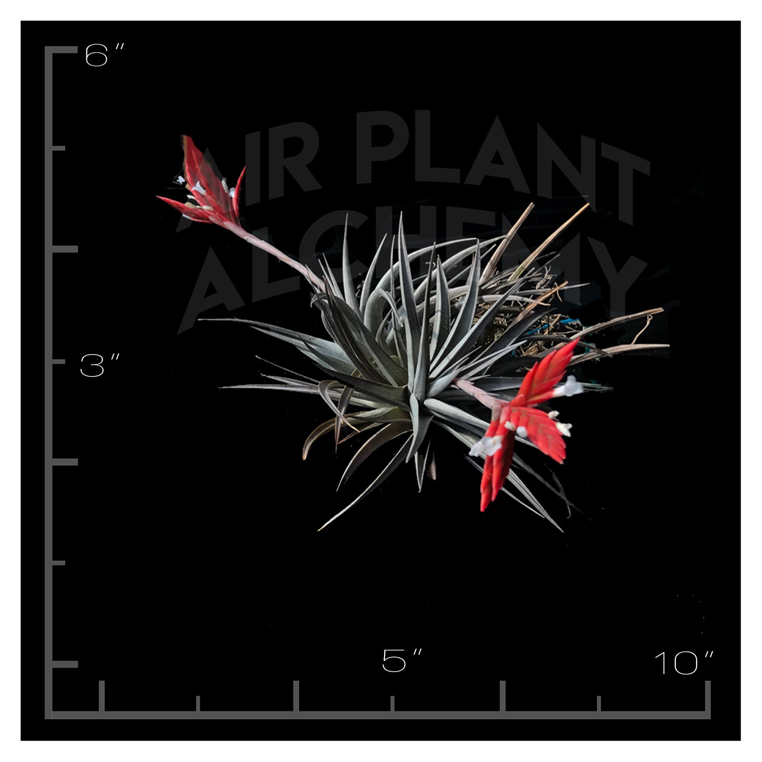 vernicosa air plant Vernicosa – Airplant Alchemy
